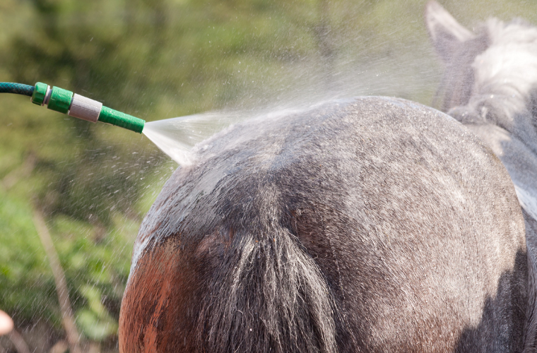 douche cheval mue